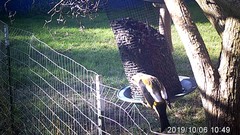 Coccothraustes vespertinus brooksi