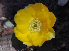 Opuntia gosseliniana