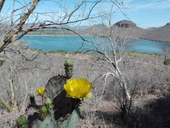 Opuntia gosseliniana