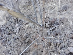 Peniocereus marianus