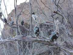 Peniocereus marianus