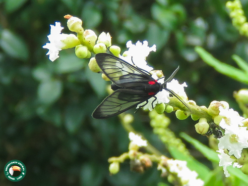 Psilopleura albipes