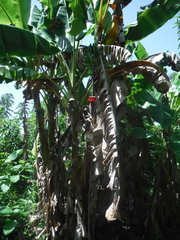 Musa × paradisiaca