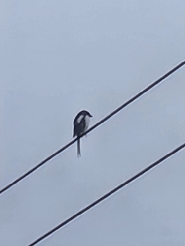 Northern Fiscal