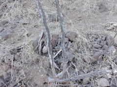 Peniocereus marianus