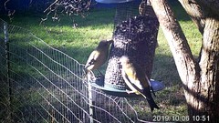 Coccothraustes vespertinus brooksi