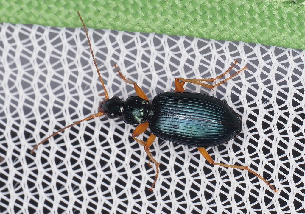 Agonum extensicolle