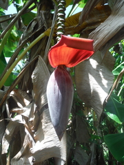 Musa × paradisiaca