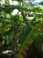 Musa × paradisiaca