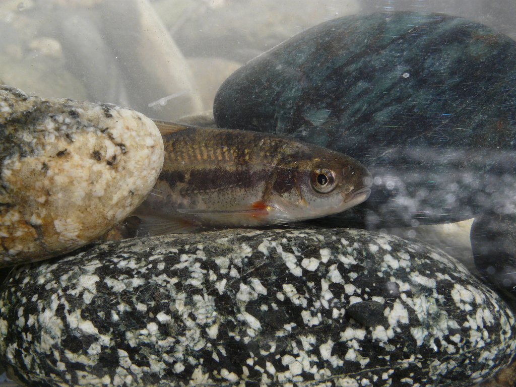 Italian Riffle Dace
