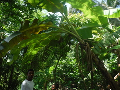 Musa × paradisiaca