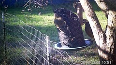 Coccothraustes vespertinus brooksi