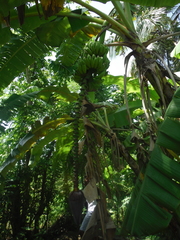 Musa × paradisiaca