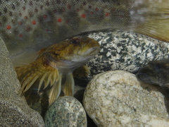 Cottus gobio
