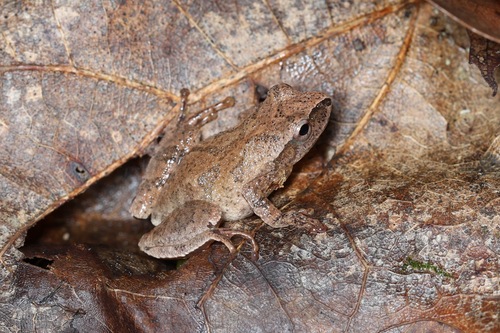 Spring Peeper