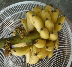 Musa × paradisiaca