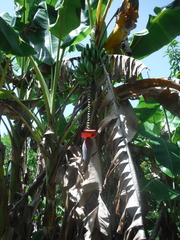 Musa × paradisiaca