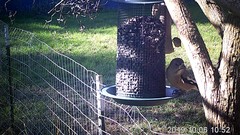 Coccothraustes vespertinus brooksi