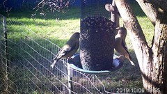 Coccothraustes vespertinus brooksi