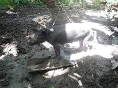 Sus scrofa domesticus