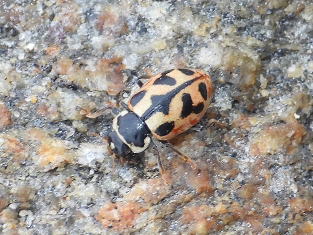 American Lady Beetle