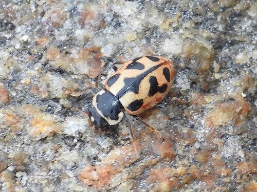 American Lady Beetle