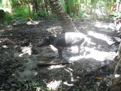 Sus scrofa domesticus