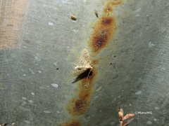 Blepharomastix ranalis