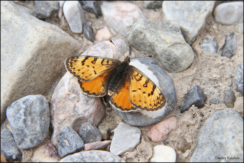 Melitaea fergana