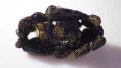 Glossosomatidae