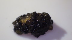 Glossosomatidae