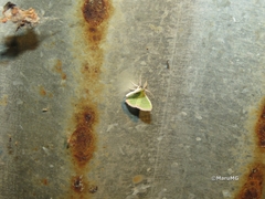Nemoria lixaria