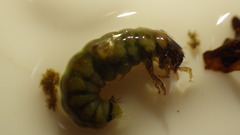 Glossosomatidae