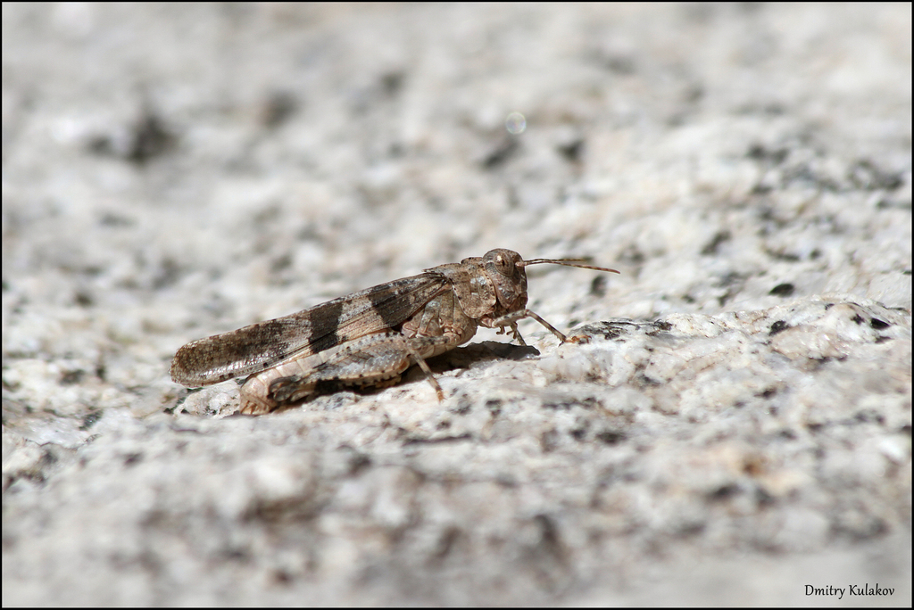 Oedipoda fedtschenki