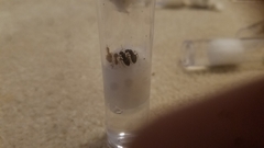 Lasius aphidicola
