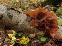 Phaeotremella frondosa