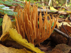 Phaeoclavulina flaccida
