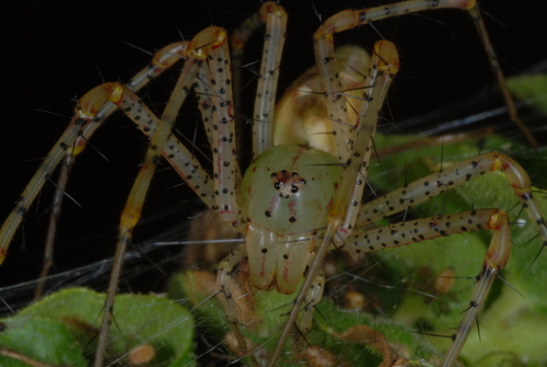 Green Lynx Spider photo 4
