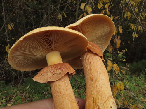 Golden Cap