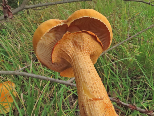 Golden Cap