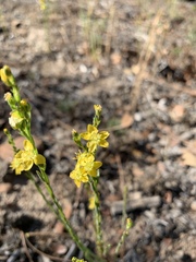 Linum neomexicanum