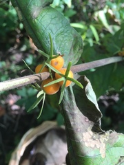 Triosteum aurantiacum