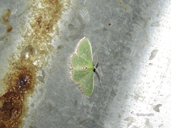 Nemoria lixaria