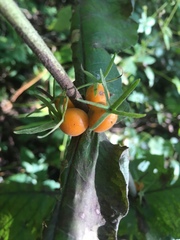 Triosteum aurantiacum