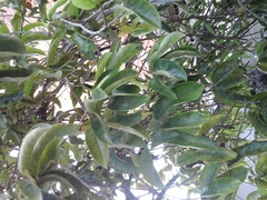 Annonaceae