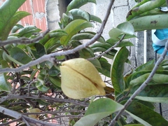 Annonaceae