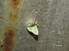 Nemoria lixaria