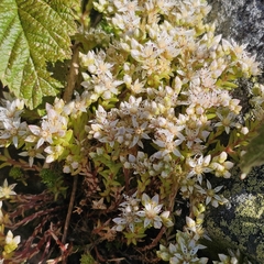 Sedum gracile