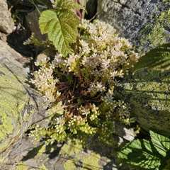 (c) Юлия Захаренко, some rights reserved (CC BY) Sedum gracile, photograph (c) Юлия Захаренко, some rights reserved (CC BY)