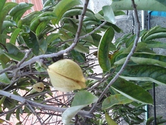 Annonaceae